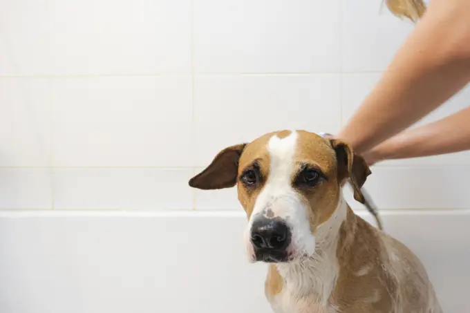 Cleaning the dog in bathroom. Taking care and hygiene of pets, h