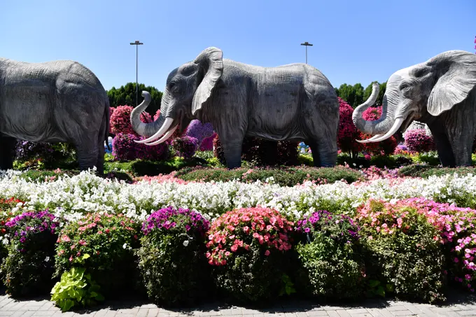 Very colouful Dubai Miracle Garden