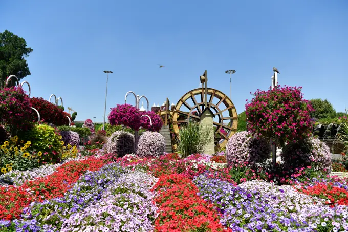 The very colourful Dubai Miracle Garden