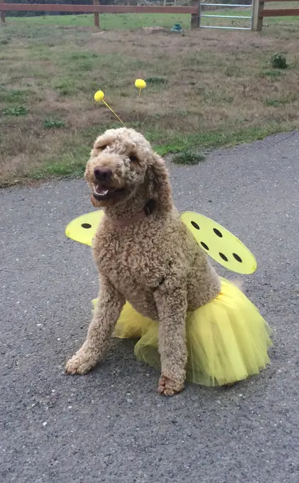 Golden doodle dog wearing bee costume for Halloween