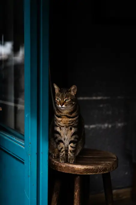 Street cat in Istanbul, Turkey