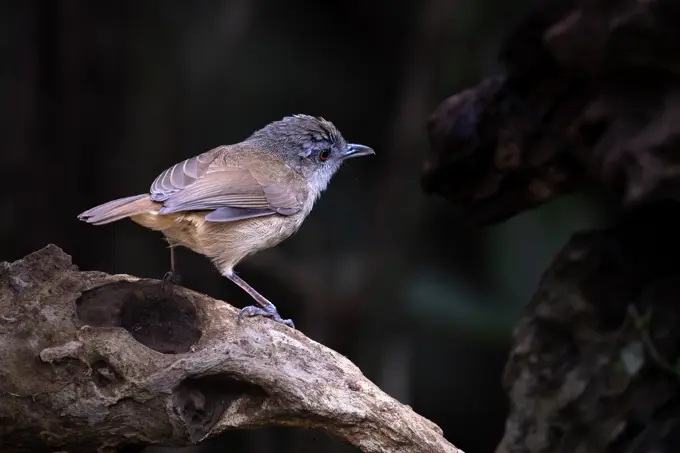 Portrait of Horsfield's Babbler (Malacocincla sepiaria)