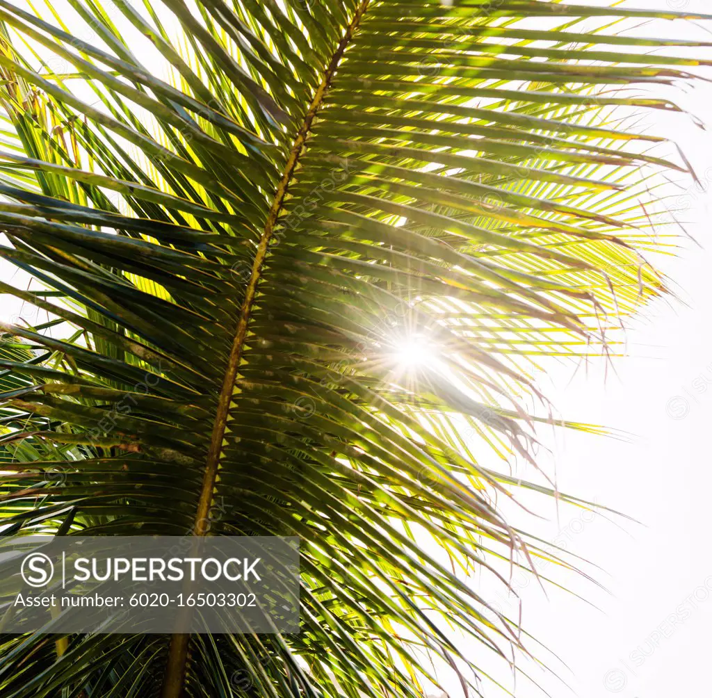 Sunlight shining through palm trees on the coast of Morro de sao paulo, Brazil, South America