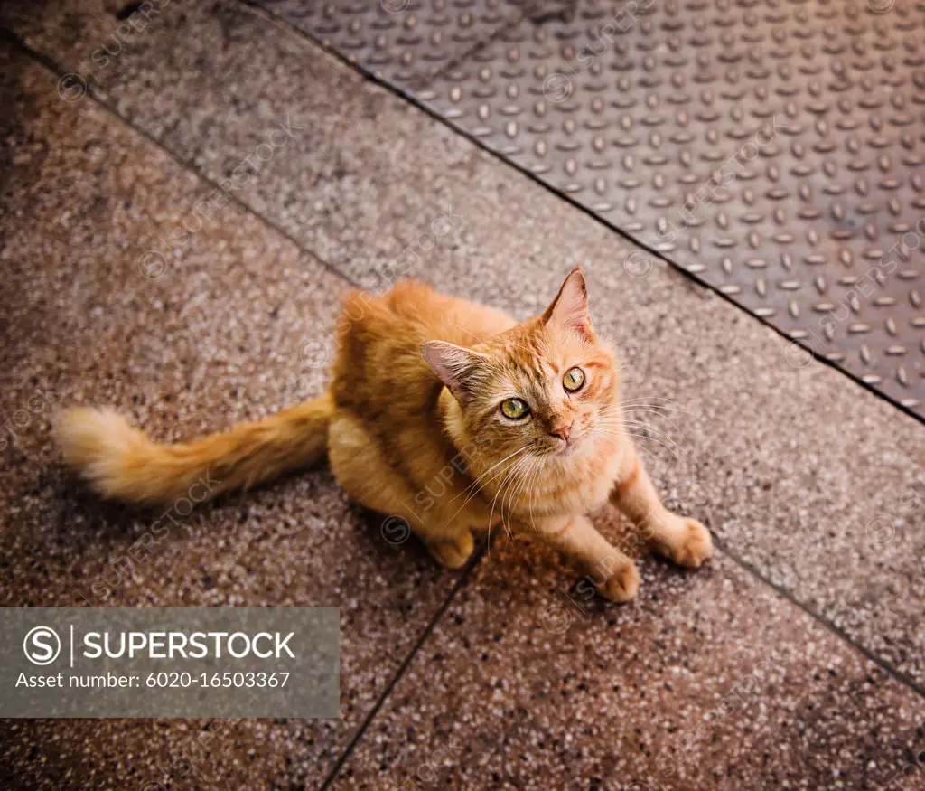 Orange tabby street cat in Salvador, Bahia, Brazil