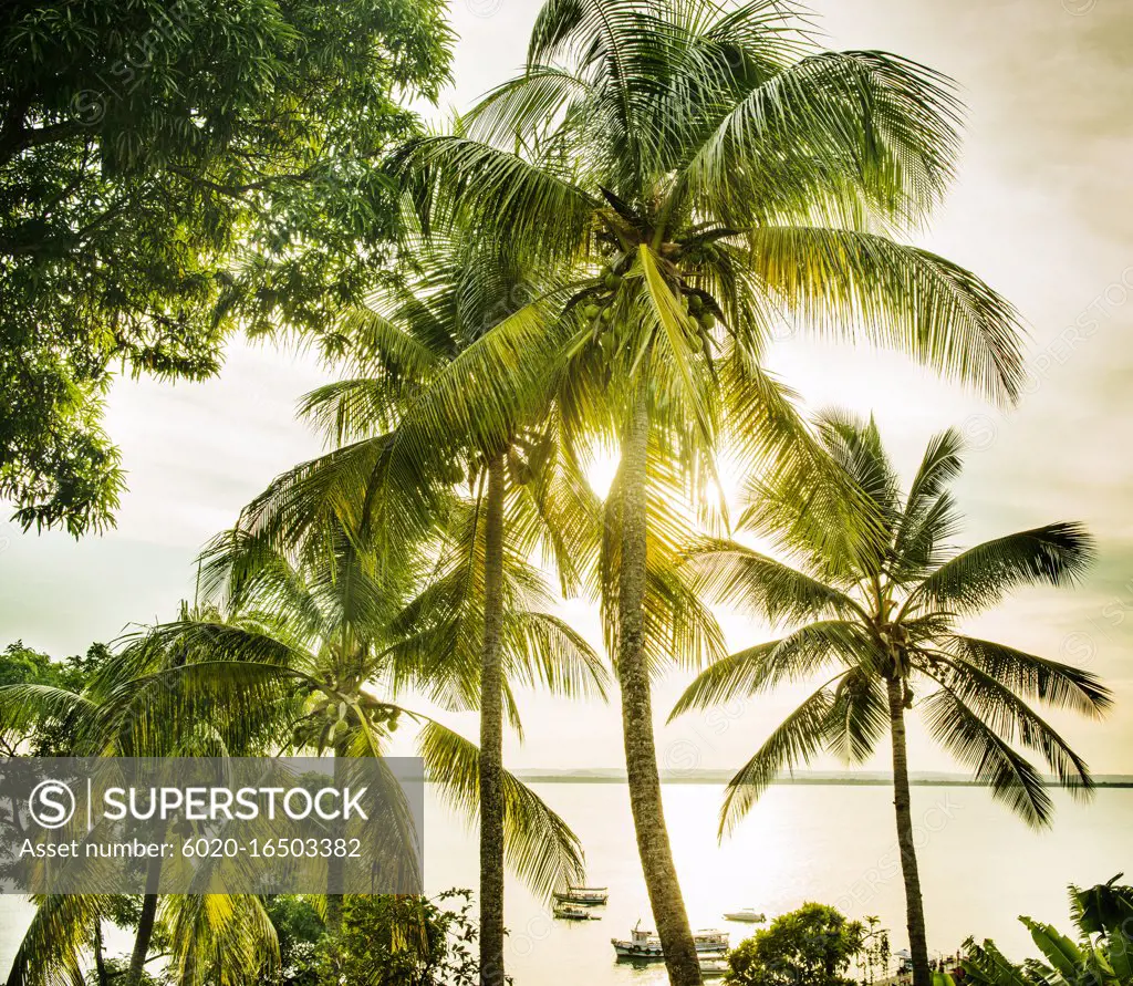 Sunlight shining through palm trees on the coast of Morro de sao paulo, Brazil, South America