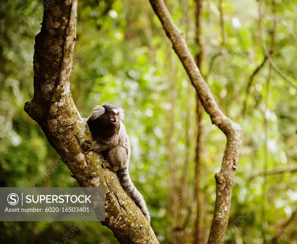 Marmoset monkey along the trail up sugarloaf mountain, Rio de Janeiro, Brazil