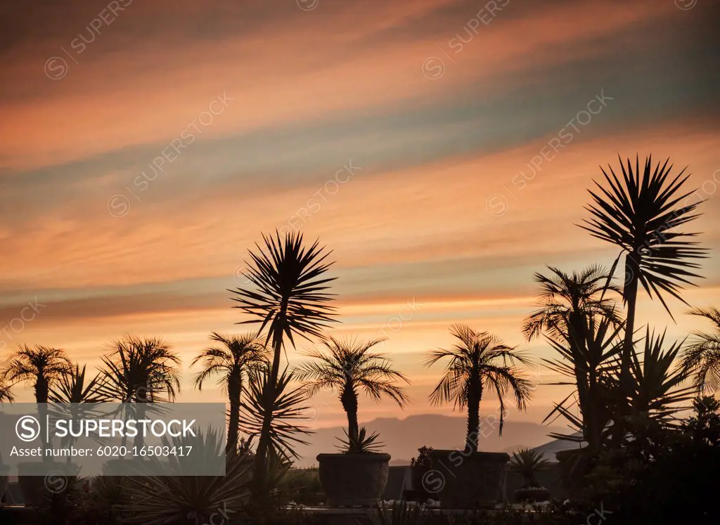 Sillouette of palm trees at sunset, Rio De Janeiro, Brazil