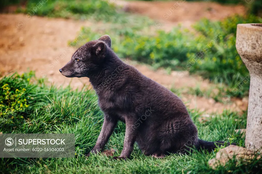 Arctic fox in the Westfjords, Iceland, Scandinavia, Europe