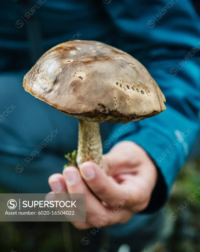 hand holding a wild mushroom Southern Iceland, Iceland, Scandinavia, Europe