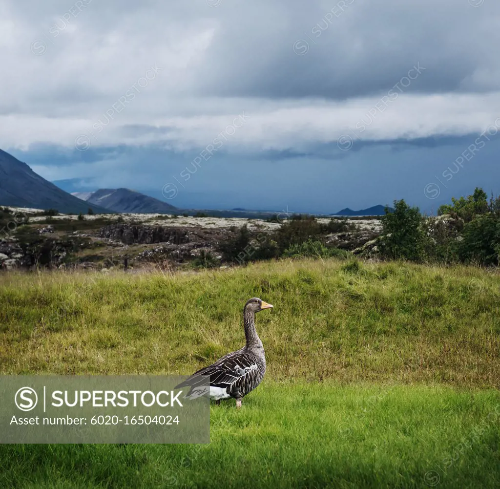 wild duck on a hill in the Golden Circle, Southern Iceland, Iceland, Scandinavia, Europe