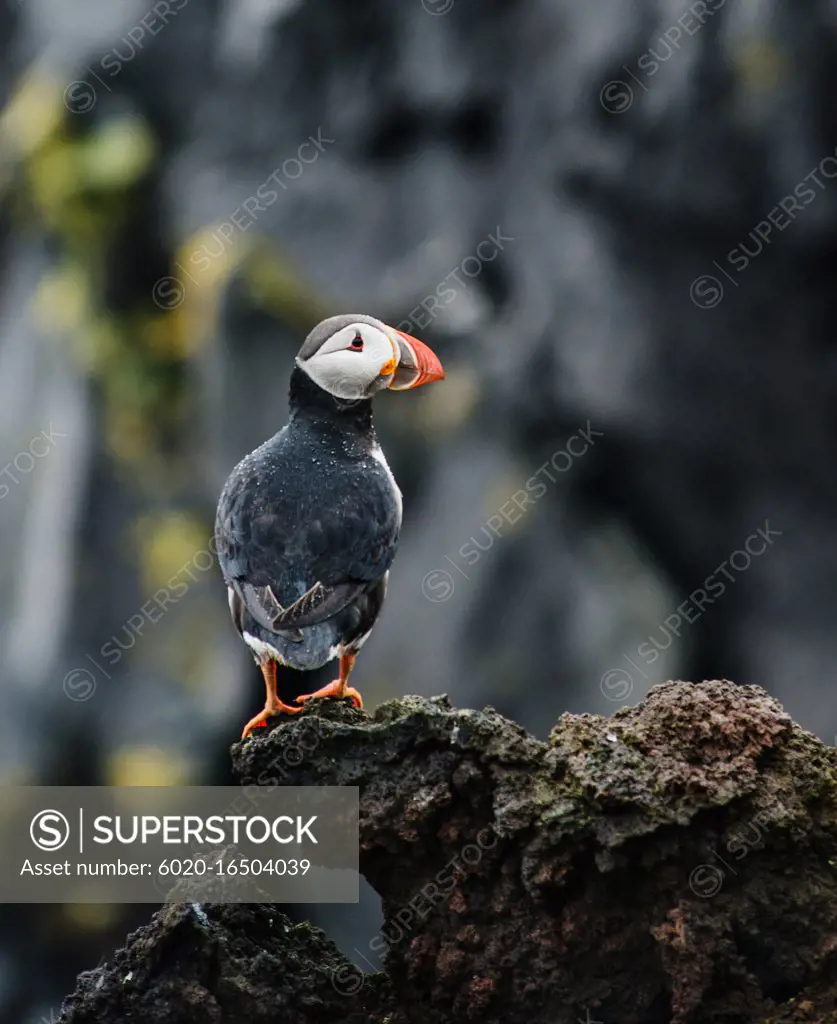 atlantic puffin or common puffin on the coast, Vestmannaeyjar, Heimaey, Westman islands, Iceland