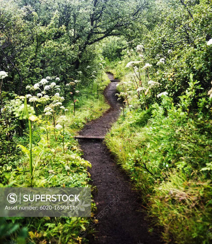 Path passing through forest in Vatnajokull National Park, Iceland, Scandinavia, Europe