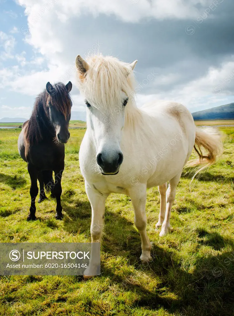 Wild horses on grassy landscape, Iceland, Europe