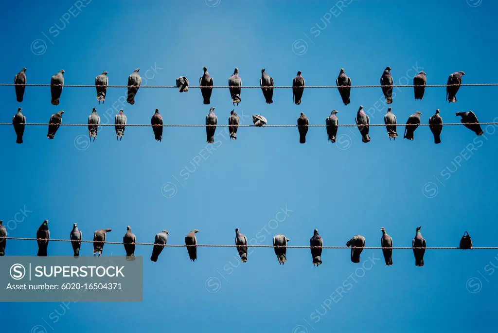 Pigeons on a telephone wires, Pushkar, India