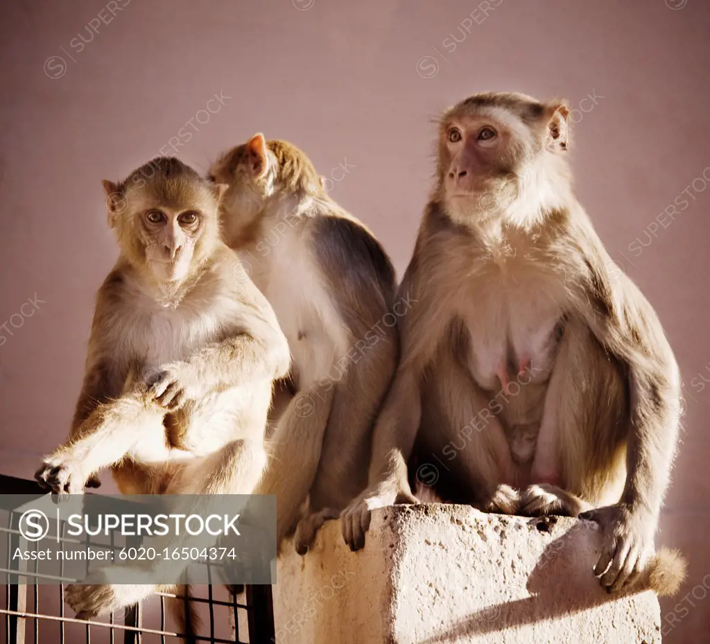 Rhesus macaque monkeys sitting by wall, Jaipur, India