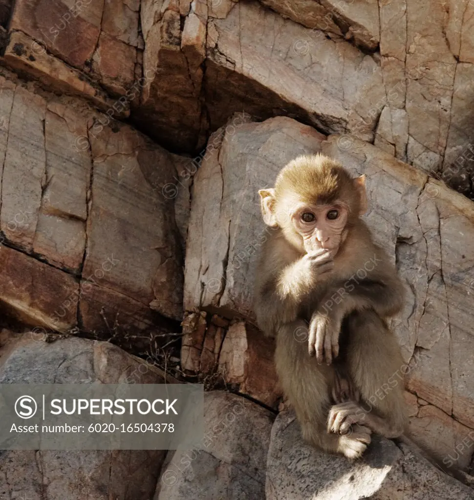 Baby Rhesus macaque monkey at Monkey Galta Ji, The Monkey Temple Near The Pink City, Jaipur, Rajasthan, India