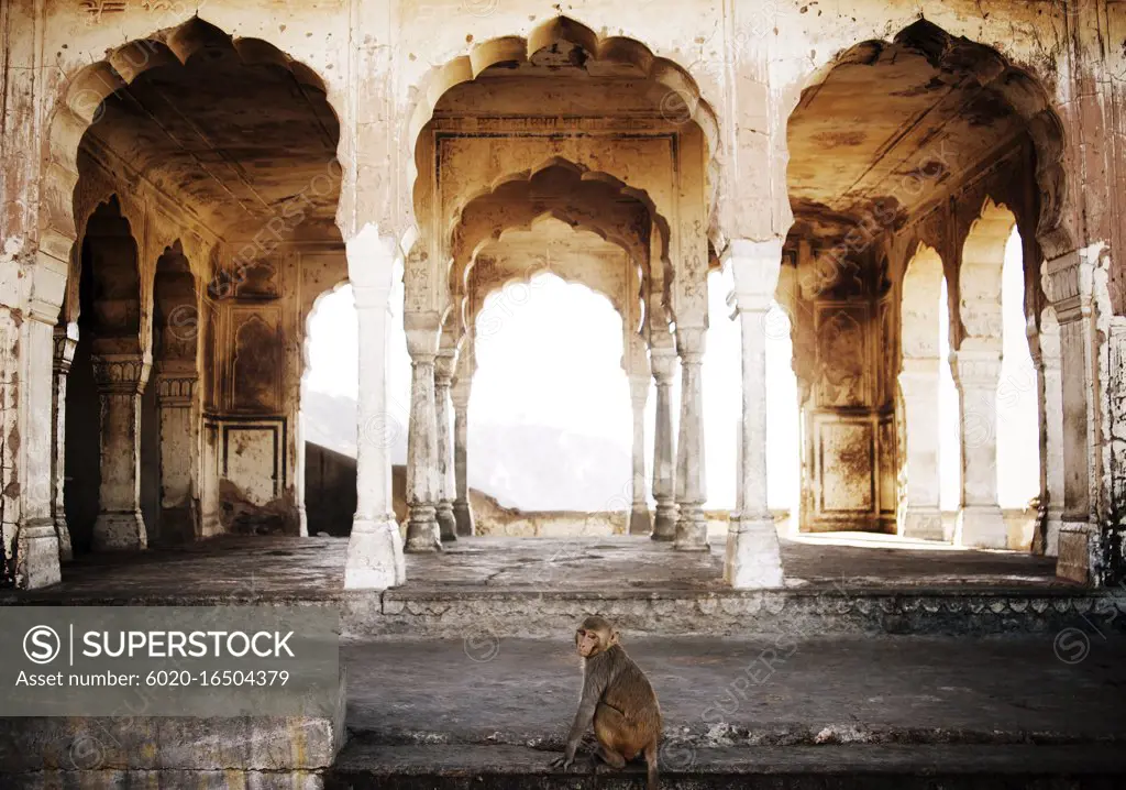 Rhesus macaque monkey at Monkey Galta Ji, The Monkey Temple Near The Pink City, Jaipur, Rajasthan, India