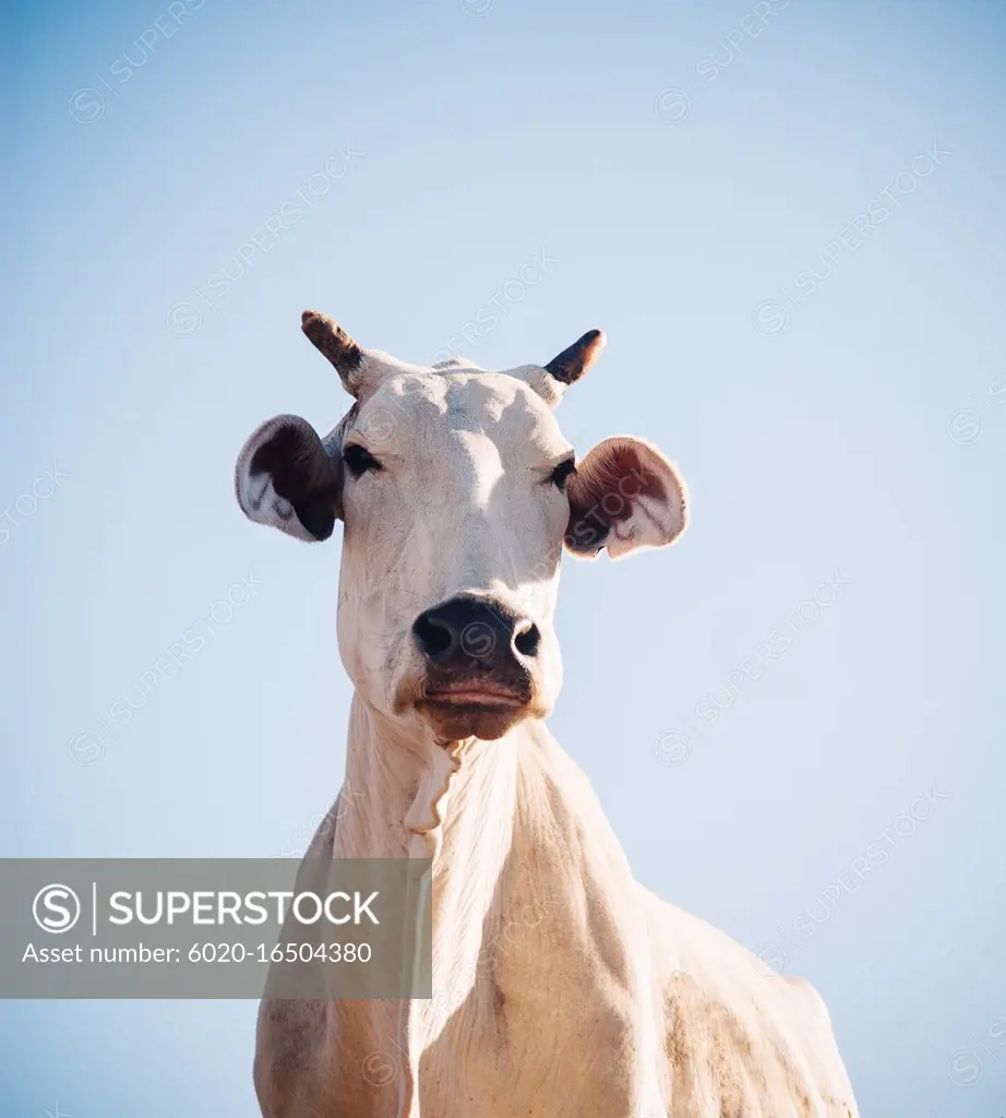 cow on blue sky background, Jaipur, Rajasthan, India