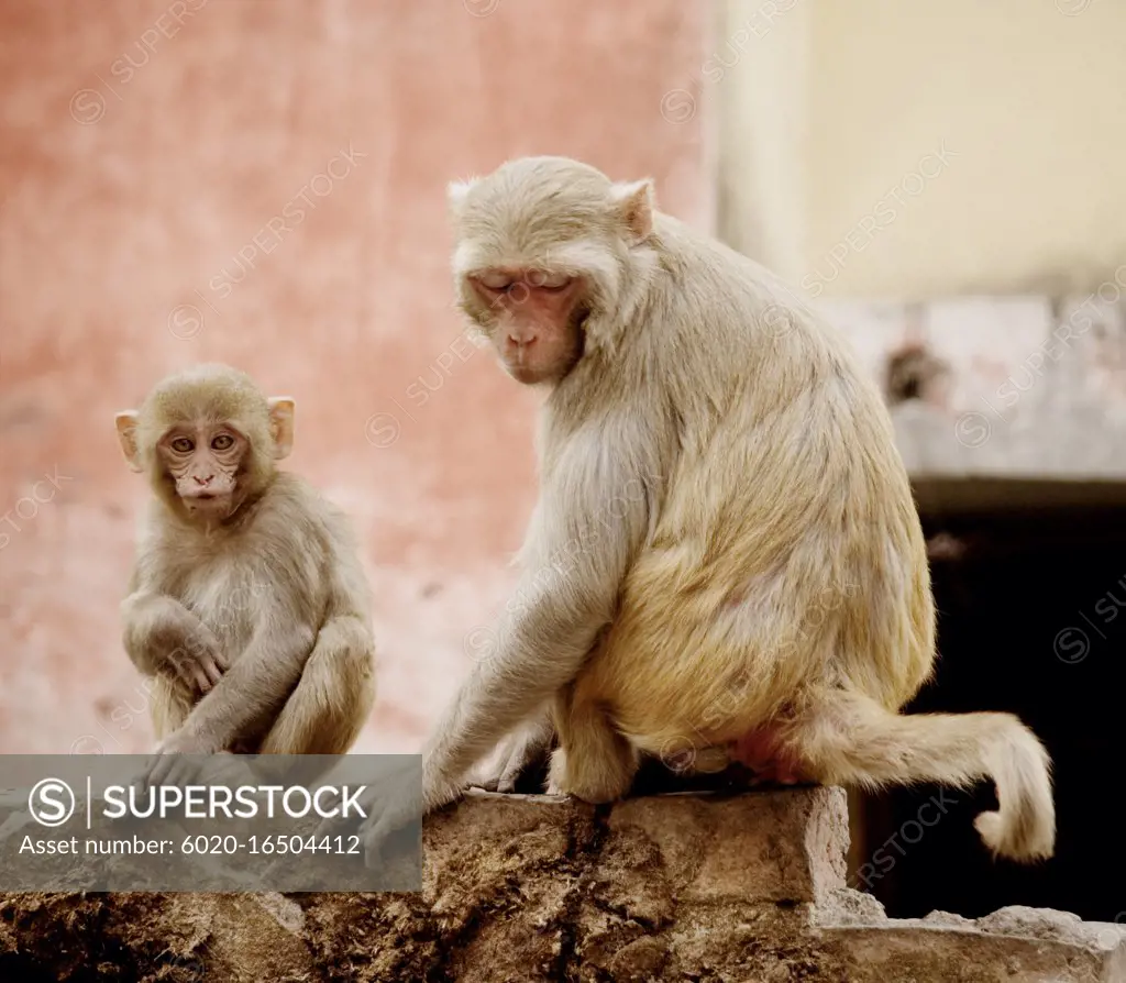 Mother and child rhesus macaque monkeys, Varanasi, India