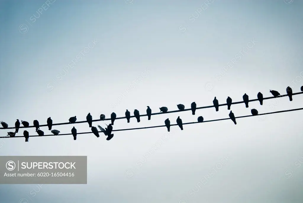 Pigeons on a wire, Varanasi, India