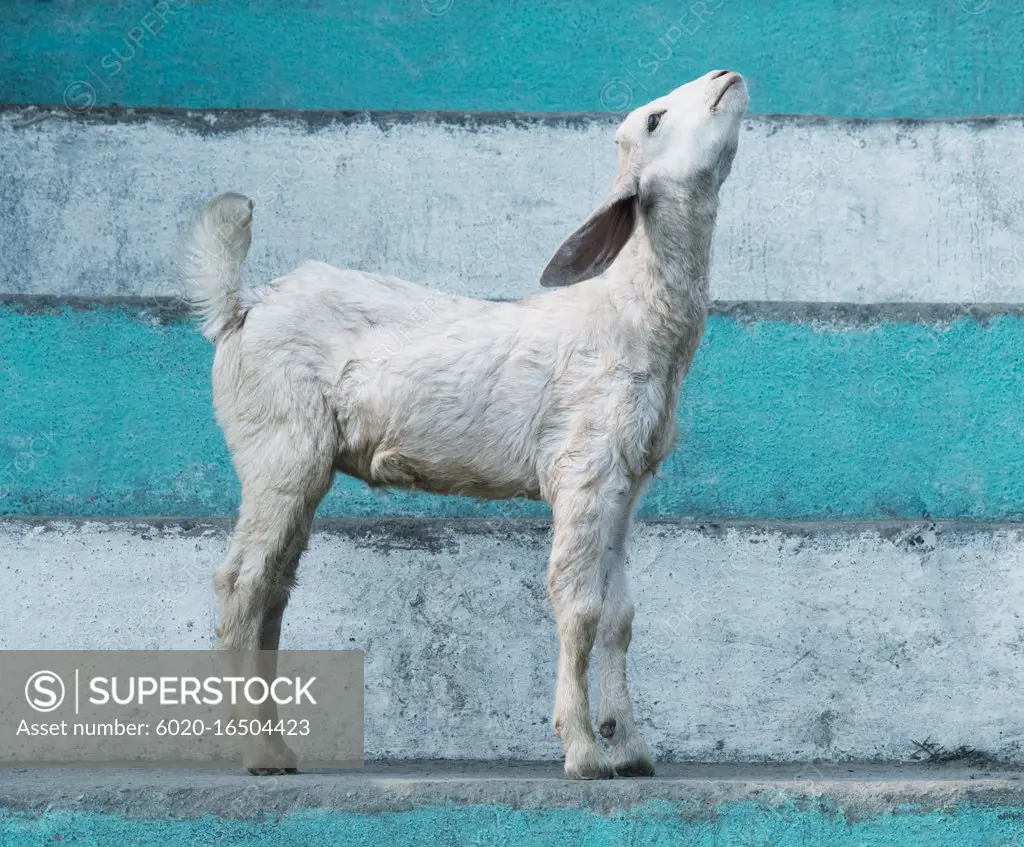 White goat on steps by Ganges river, Varanasi, India