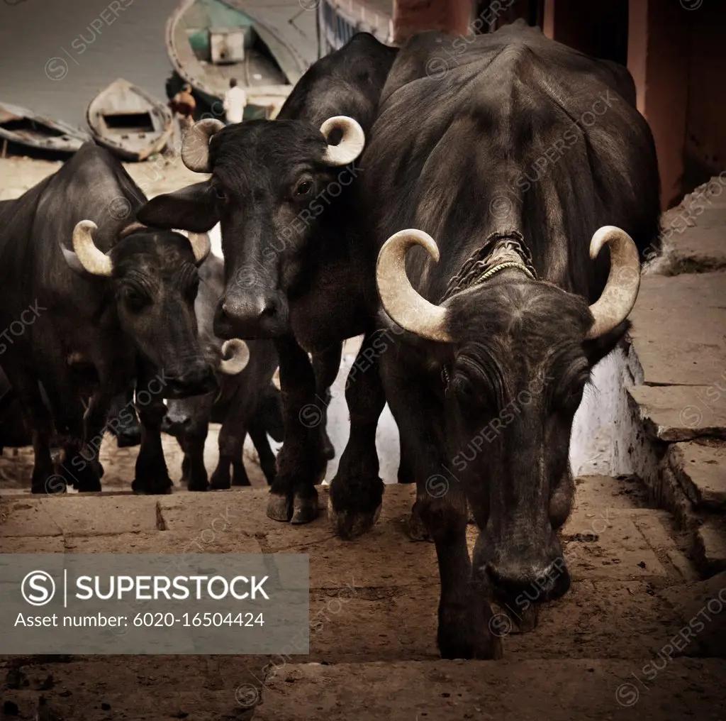 Water buffalo walking up the stairs in Varanasi, India