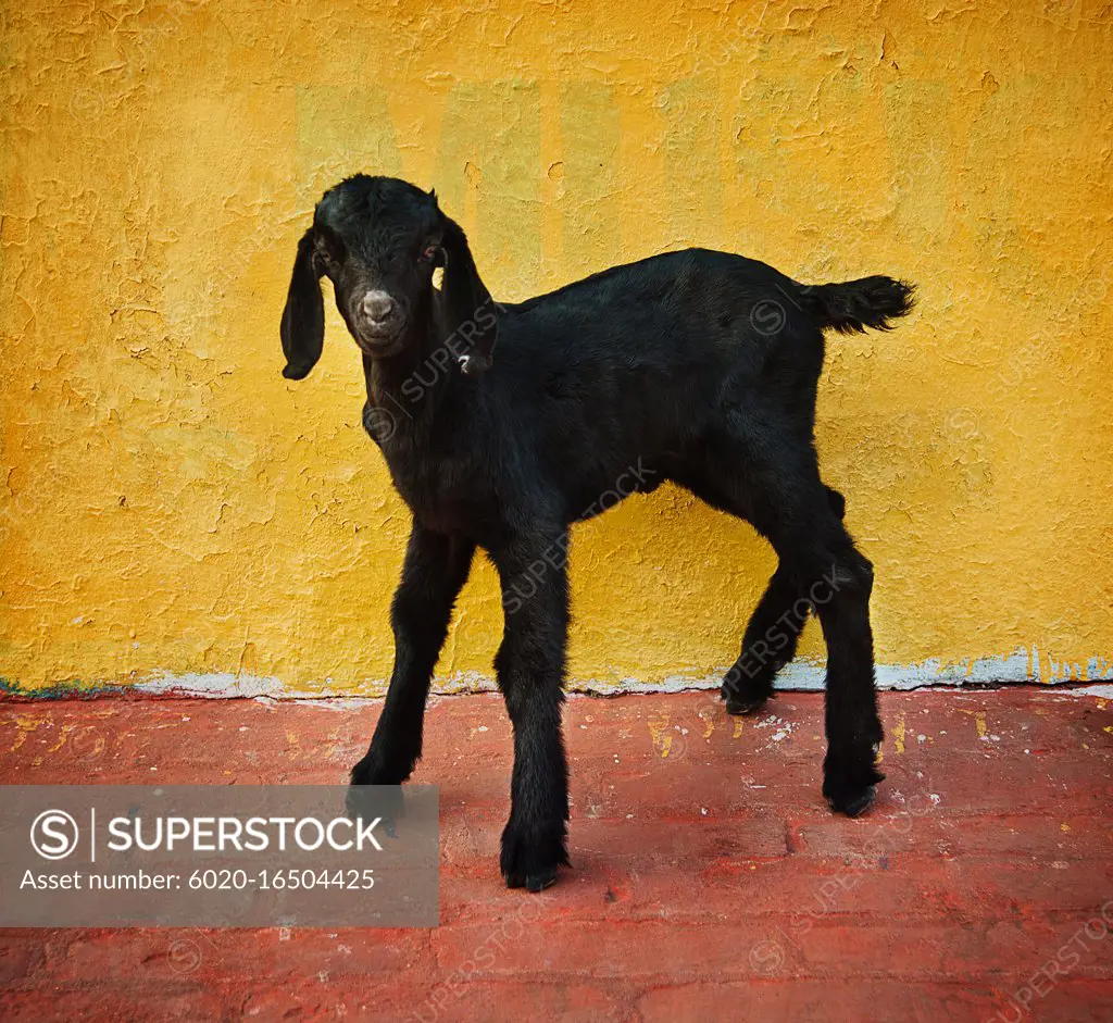 black baby goat against a yellow wall on the ghats of the Ganges river, Varanasi, India