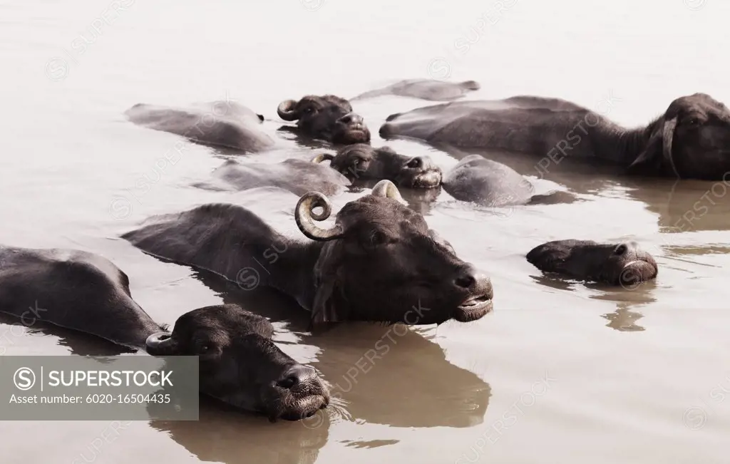 Water buffalo in the ganges river, Varanasi, India