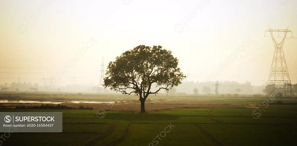 tree in the fog, Varanasi, India