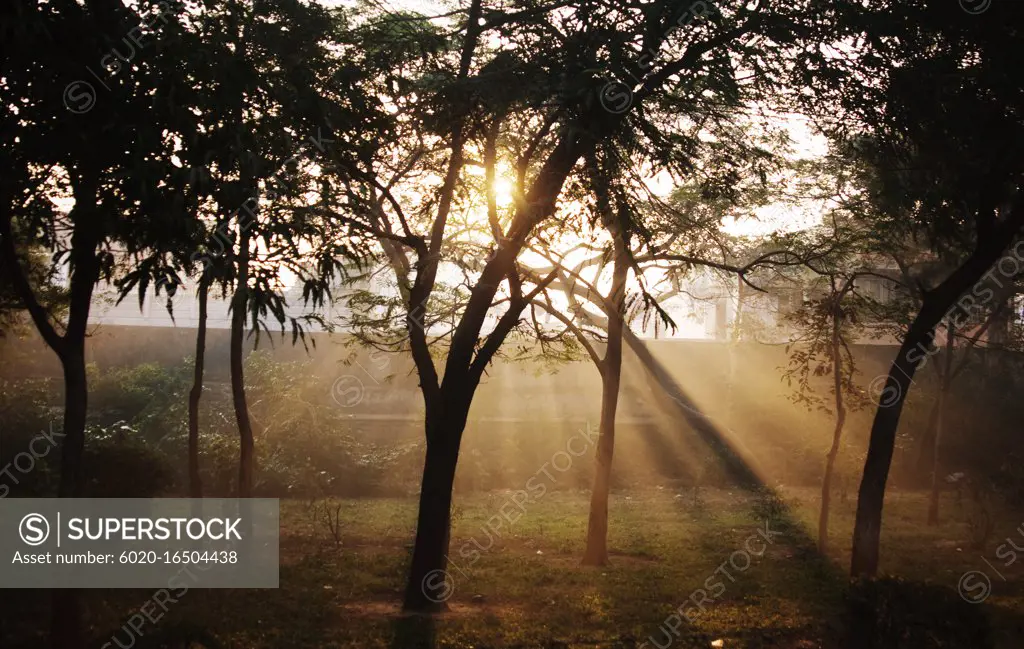 sunlight shinning through the trees in Agra, India