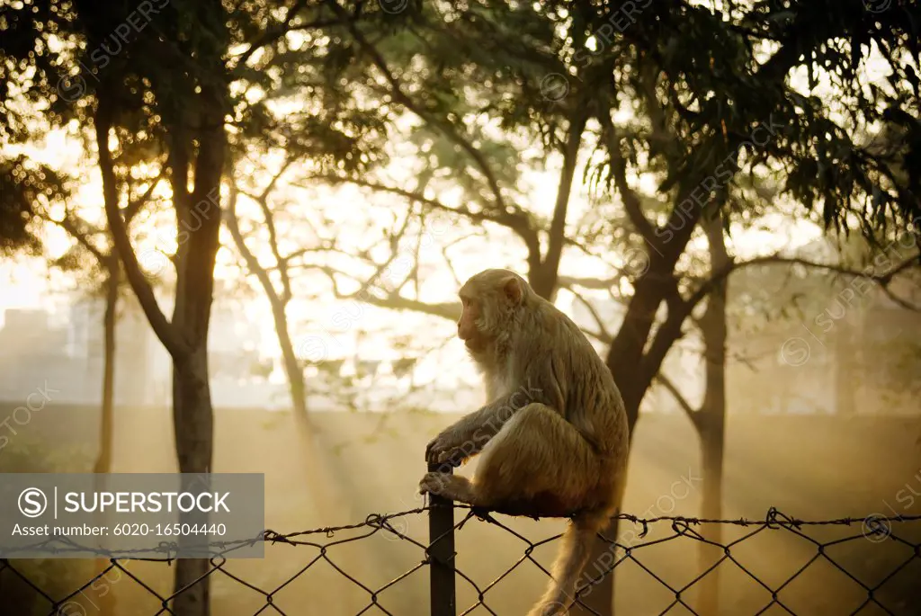Rhesus macaque monkey sitting on a fence at sunrise, Agra, India