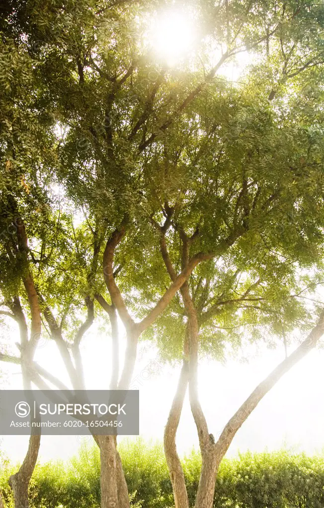 sun shining through trees, Agra, India