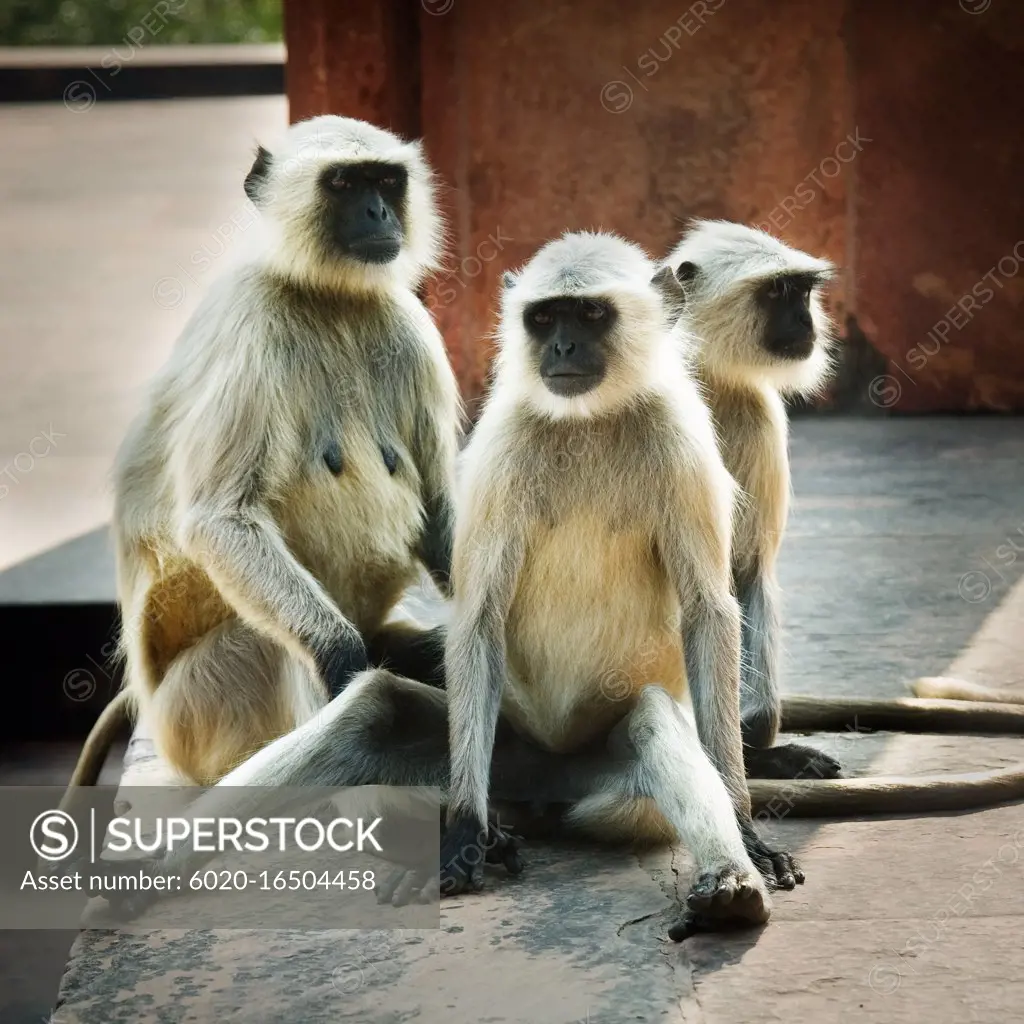 Langur monkeys, Agra, India