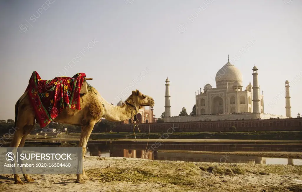 Camel standing outside the Taj Mahal, India