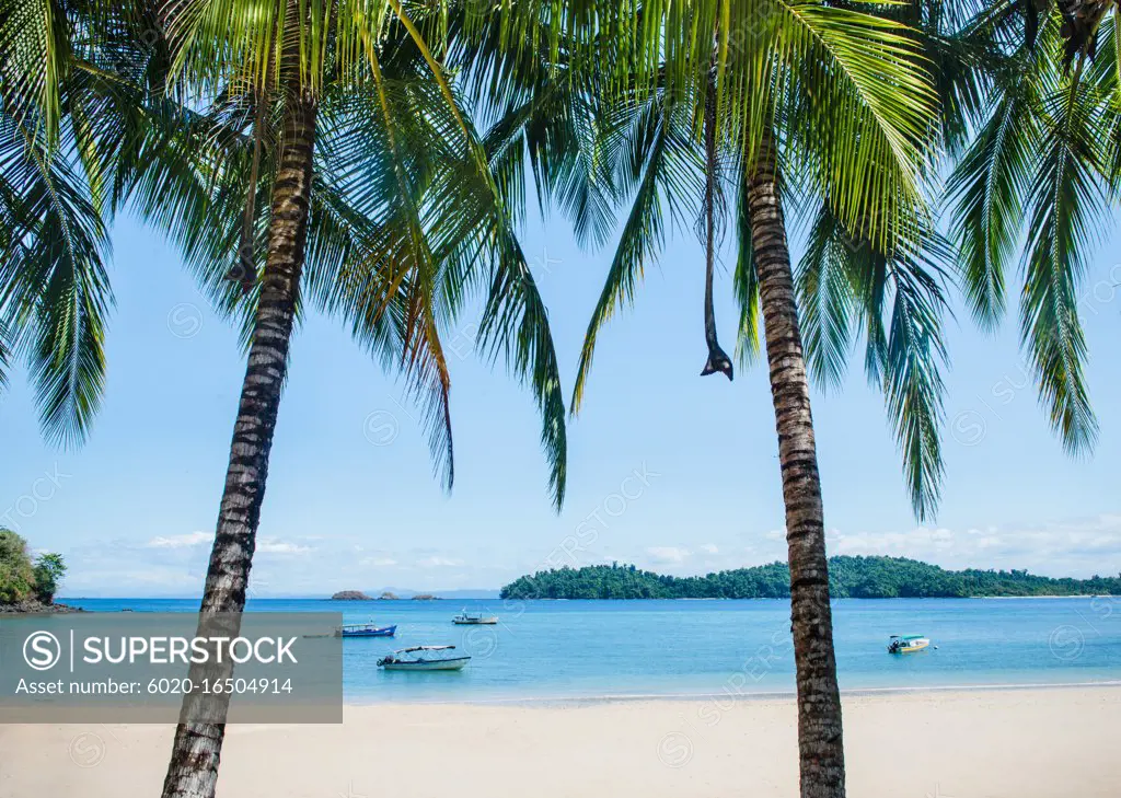 Palm trees on Coiba Island, Panama