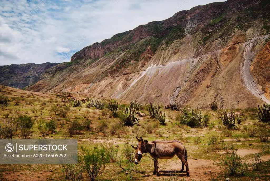 Donkeys in Colca Canyon, Peru, South America