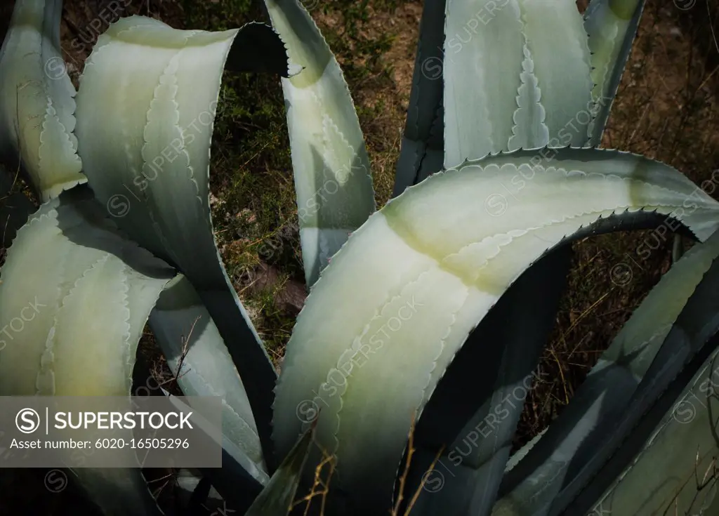 Agave leaves, Colca Canyon, Peru, South America