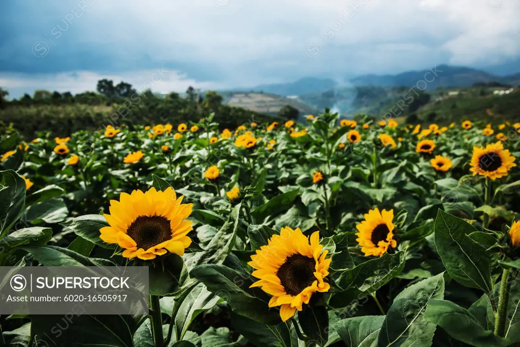 View of sunflower field, Da Lat, Vietnam