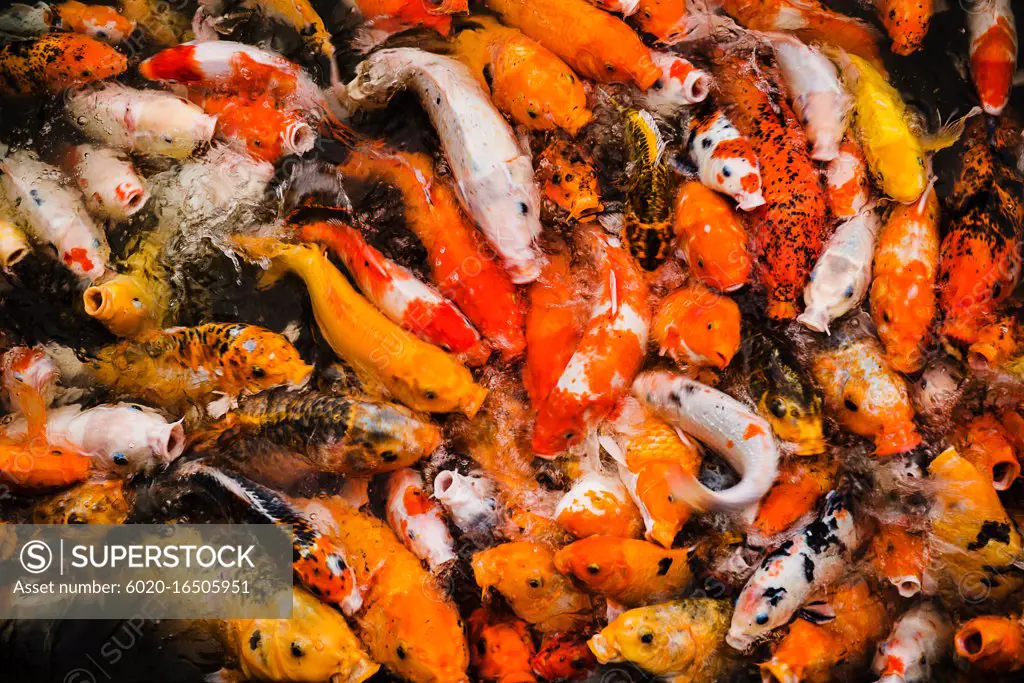 Pond of Koi fish feeding in Vietnam, Southeast Asia