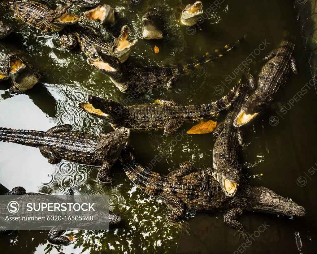 Swamp of crocodiles in Vietnam, Southeast Asia