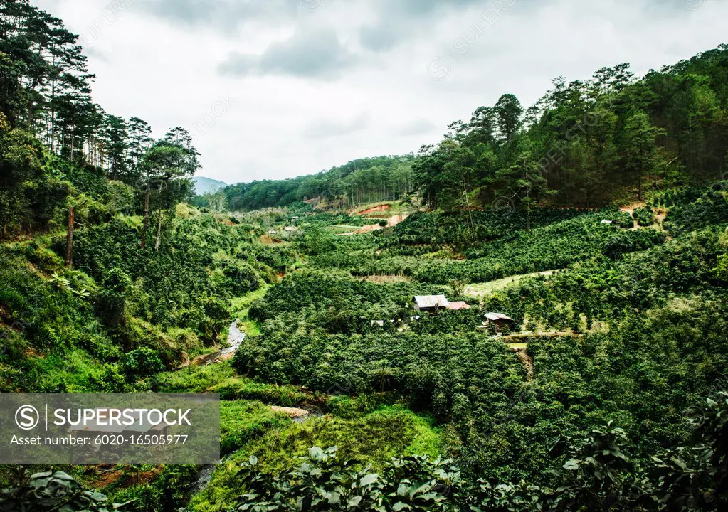 Lang Bian Mountain, Vietnam, Southeast Asia