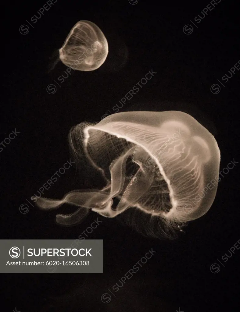 Jellyfish on black background