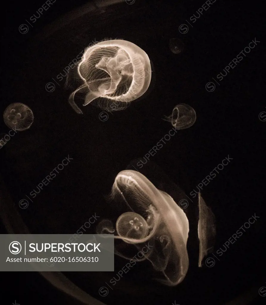 Jellyfish on black background