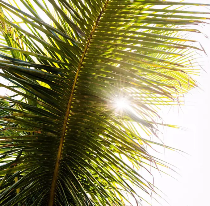 Sunlight shining through palm trees on the coast of Morro de sao paulo, Brazil, South America