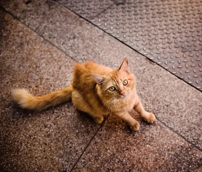 Orange tabby street cat in Salvador, Bahia, Brazil