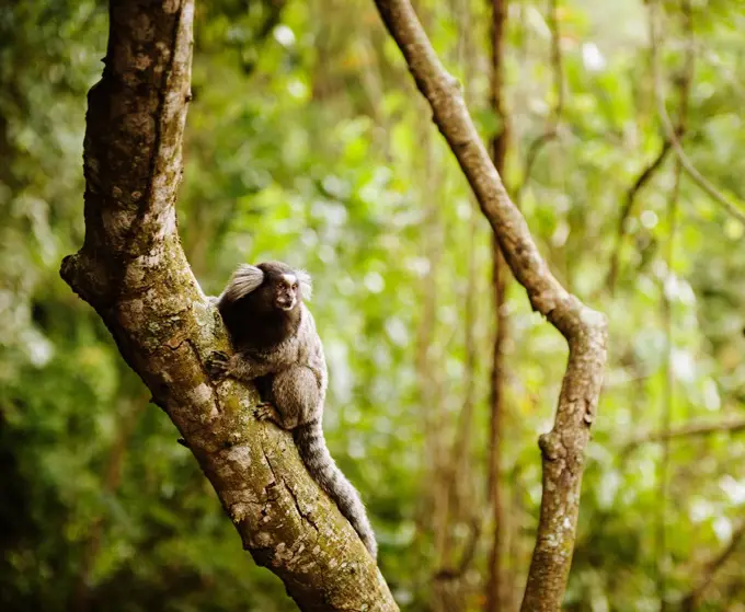 Marmoset monkey along the trail up sugarloaf mountain, Rio de Janeiro, Brazil