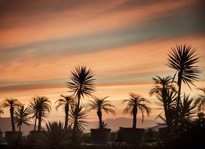 Sillouette of palm trees at sunset, Rio De Janeiro, Brazil