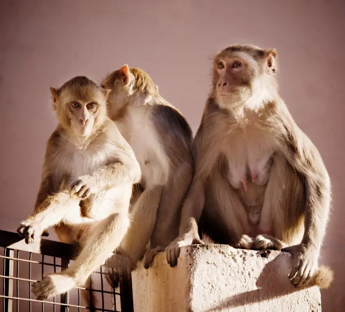 Rhesus macaque monkeys sitting by wall, Jaipur, India