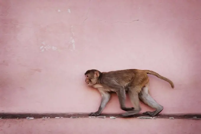 Rhesus macaque monkey at running against a pink wall in Jaipur, India