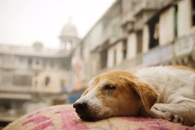Dog sleeping on a burlap sack in the spice market, Delhi, India